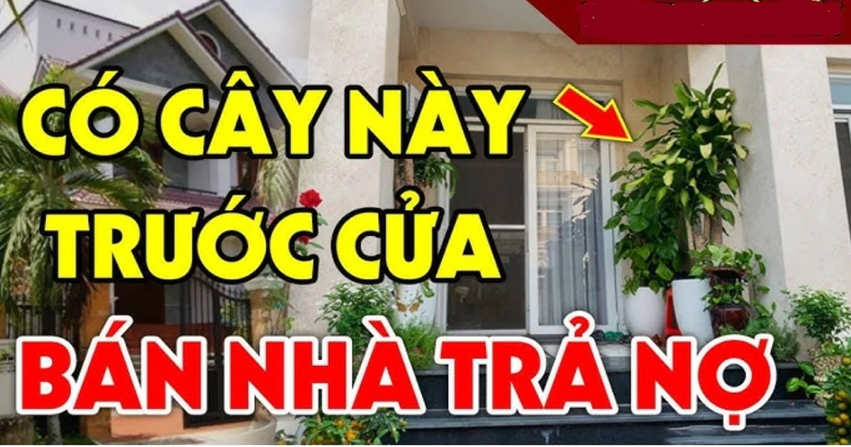 4 loại cây trồng trước nhà ly tan lụi bại Cây càng xanh người càng suy