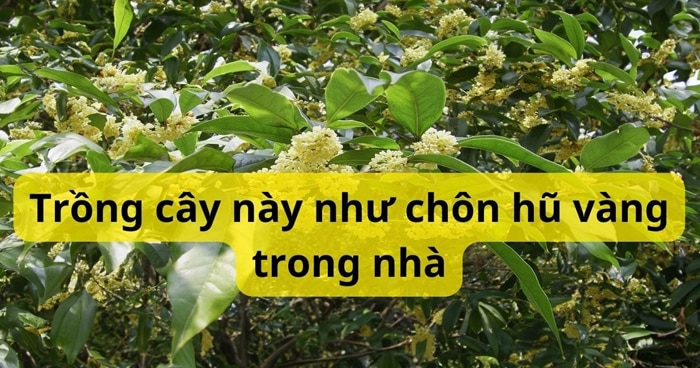 Loại cây cho ra tiền thật, lại hợp cả 5 mệnh, trồng một cây trước nhà ...